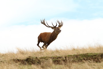male red deer running wild