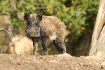 one wild boar