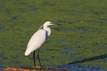 Little egret (Egretta garzetta)