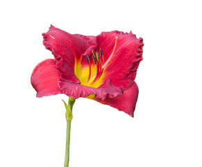 Blooming Hemerocallis (Daylily)  isolated on white