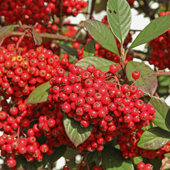 cotoneaster lacteus
