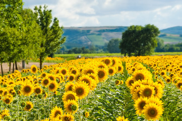 Yellow sunflowers on a blue sky background in Tuscany, Italy