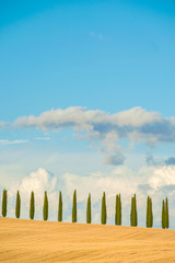 Rows of cypress trees on blue sky background in Tuscany, Italy