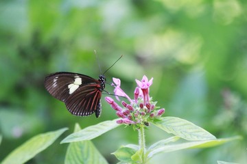 Doris Longwing - Heliconius doris