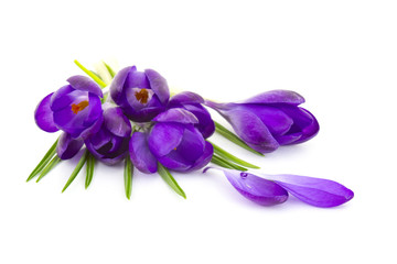 crocus on white background - fresh spring flowers