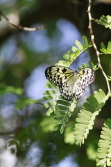 Paper Kite butterfly/Rice Paper - Dorsal view
