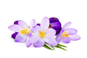 Fototapeta na wymiar crocus on white background - fresh spring flowers