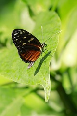 Red postman butterfly / Heliconius erato