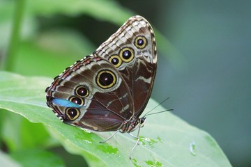 Common Morpho Butterfly - Ventral view