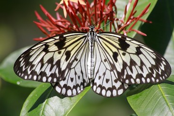 paper Kite butterfly - Dorsal view