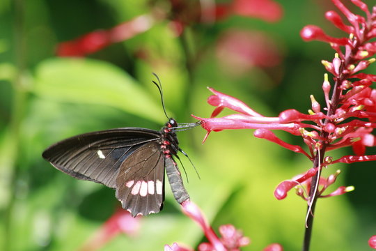 True Cattleheart Butterfly / Parides eurimedes