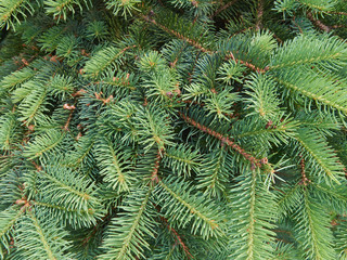 fir tree