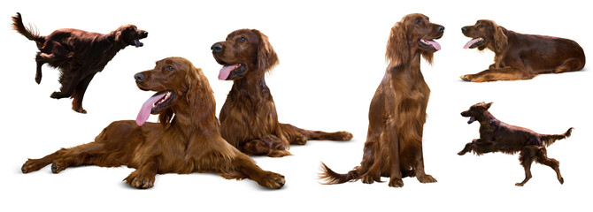Set of Irish Setters, isolated on white