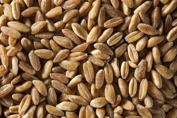 Organic Raw Farro Grain
