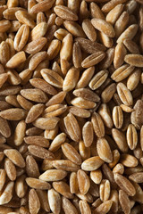 Organic Raw Farro Grain