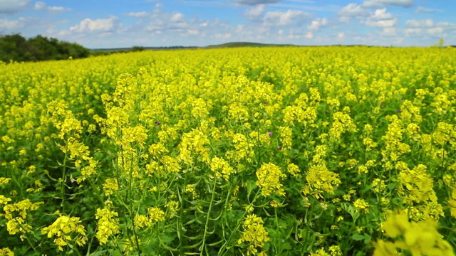 walking through flowering rapeseed field