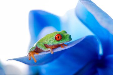 Bunter Frosch auf blauen Blättern