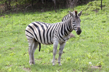 Fototapeta na wymiar Young Male Zebra in Open Grassland of Wildlife Reserve