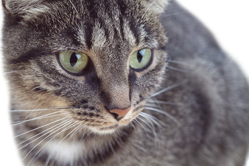 Portrait of tabby green-eyed cat