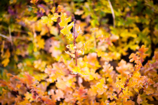 oak autumn colour 