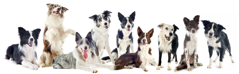 border collies