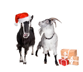 Portrait Of Goats in christmas hat On White