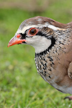 uccello pernice rossa