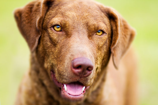Chesapeake bay sales retriever puppy pictures