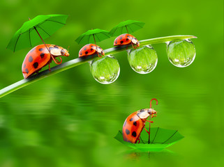 Fototapeta na wymiar Rainy day in nature. Little ladybugs with umbrella over pond.