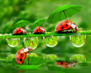 Rainy day in nature. Little ladybugs with umbrella over pond.