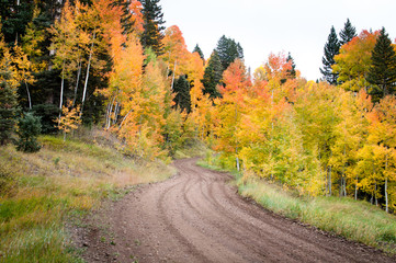 Fototapeta premium autumn road