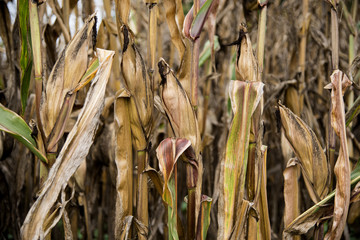 Corn Crop Destroyed By Drought