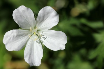 Obraz premium White geranium