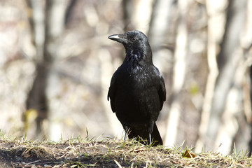 Black crow is standing on the ground autumn