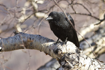 Black crow sitting on a stone birch