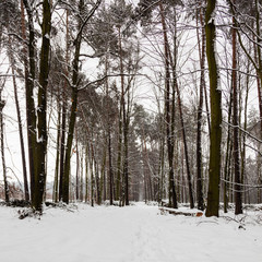Fototapeta premium Snow alley path in winter forest.