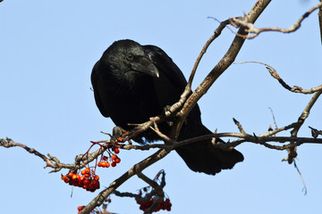 Black crow sitting on mountain ash sunny autumn