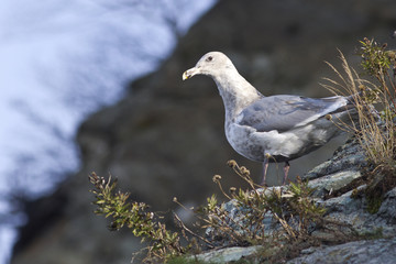 Glaucous-winged gull is sitting on the slope of the shore of the