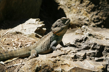 Australian Bearded Dragon Lizard