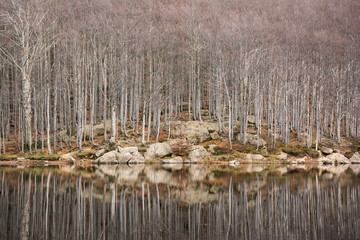 alberi riflessi nel lago