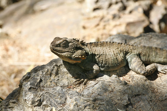 Australian Bearded Dragon Lizard