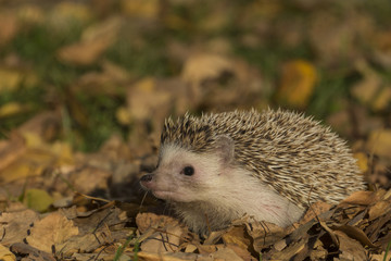 Small hadgehog © predrag1