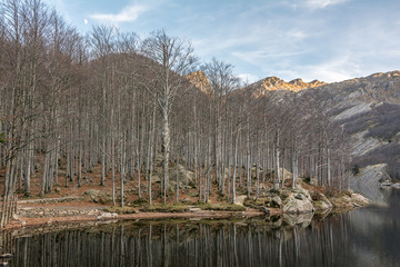 alberi e montagne sul lago