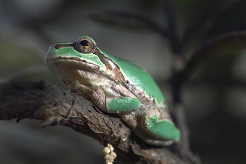 アマガエルの想い