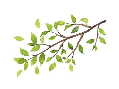緑の葉がついた木の枝　水彩イラスト