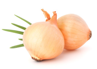 Fototapeta premium Onion vegetable
