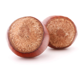 hazelnut or filbert nut isolated on white background cutout