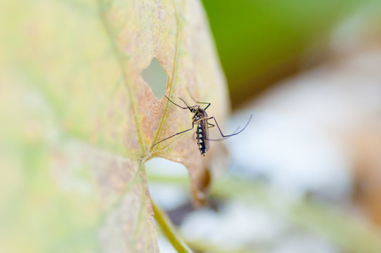 Mosquito on green leaf