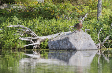 Female Mallard Resting on a Boulder
