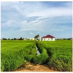 Obraz premium paddy field 